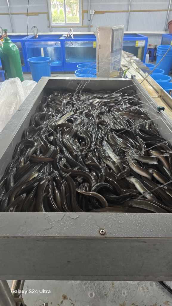 민물장어 1kg 몇 인분